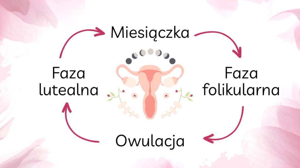 Cykl miesiączkowy - długość i fazy. Obraz przedstawiający przebieg i fazy cyklu miesiączkowego u kobiet, hormony, dietetyk kliniczny